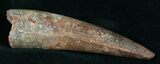 Inch Spinosaurus Tooth - Massive Meat Eater #5743-1